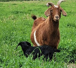 Shev and black doeling. Both shevs doelings can be registered as 50%.400 each