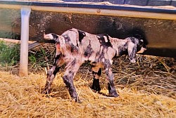 Shev bottle fed doeling. PENDING PICKUP